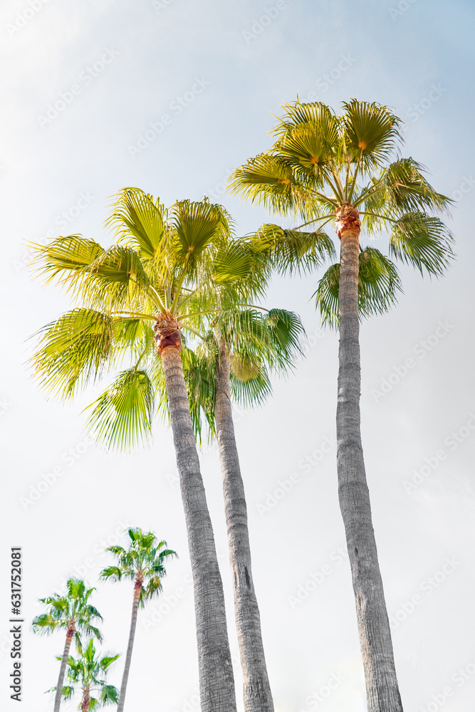 Fototapeta premium Summer Breeze, Where Palms Dance with Ease