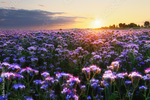 Beautiful and amazing of purple flower field landscape in sunset. Nature wallpaper background, Phacelia