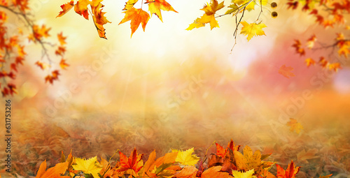 orange fall  leaves  autumn natural background with maple trees  autumnal landscape