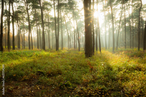 Fototapeta Naklejka Na Ścianę i Meble -  Glow of the sun in a foggy autumn forest, Chelm, Poland