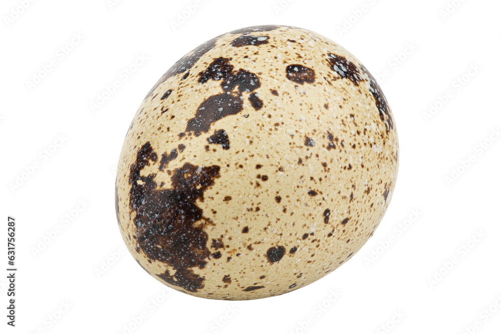 One quail egg isolated on white background. File contains clipping path. One quail egg isolated on white background. File contains clipping path.
