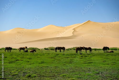 Horses in the Khongor Sand Dunes in the Gobi Desert in Mongolia.