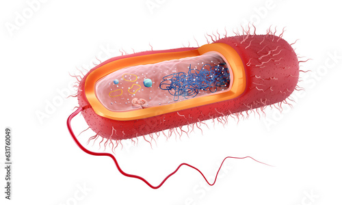 Fototapeta Naklejka Na Ścianę i Meble -  Anatomy of a Rod-shaped, Gram positive bacteria, cross section, 3d illustration