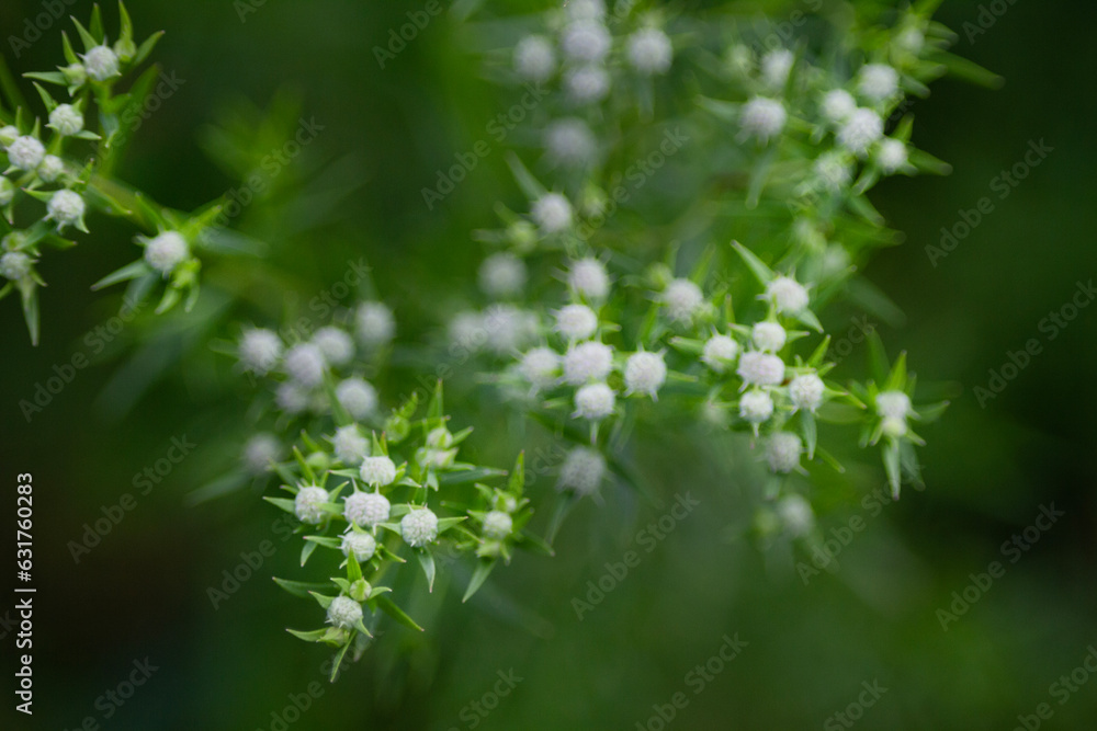 Slender Mountain Mint, closeup of flowers Slender Mountain Mint, closeup of flowers