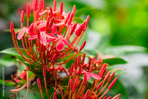 Closeup scene of blooming red ixora flowers. photo