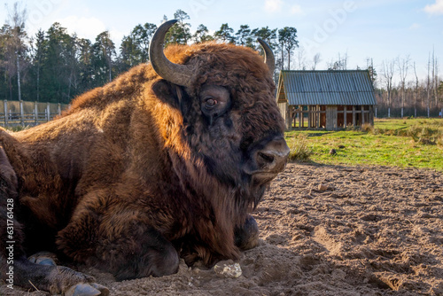 Bison in the Belovezhsky National Park. Bison head. Bison in Belovezhskaya Pushcha in Belarus photo
