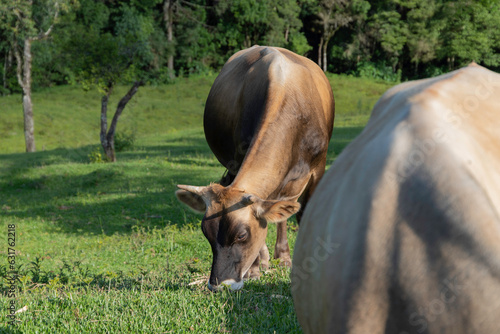 Cows grazing on green grass in sunny day.