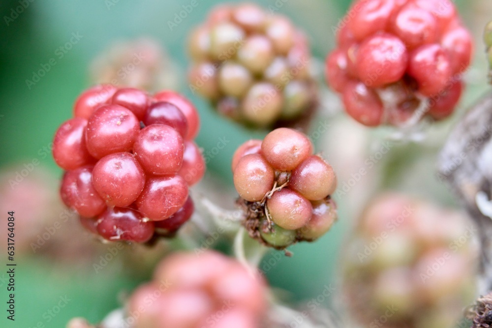 a bush of blackberries still unripe in a wood a bush of blackberries still unripe in a wood