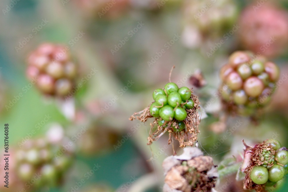 a bush of blackberries still unripe in a wood a bush of blackberries still unripe in a wood