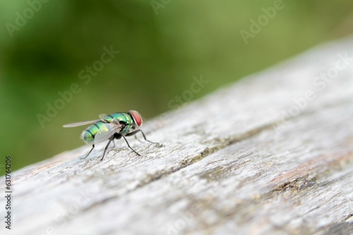 The common green bottle fly (Lucilia sericata) is a blowfly found in most areas of the world photo