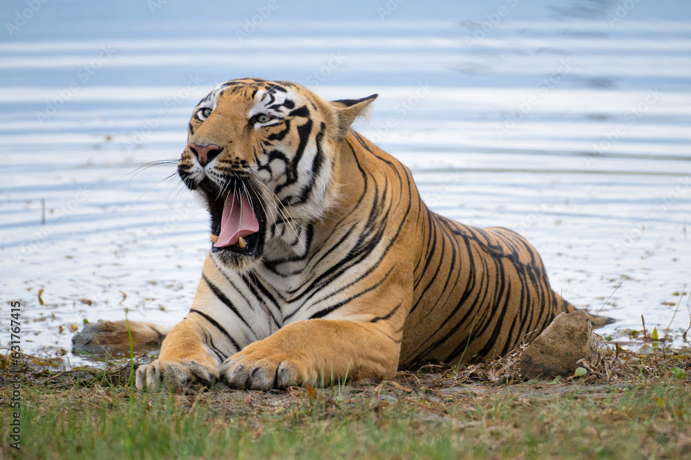 Obraz premium Majestic yawn of Tiger named Taru sitting near the waterbody in its natural habitat of Tadoba Andhari National Park