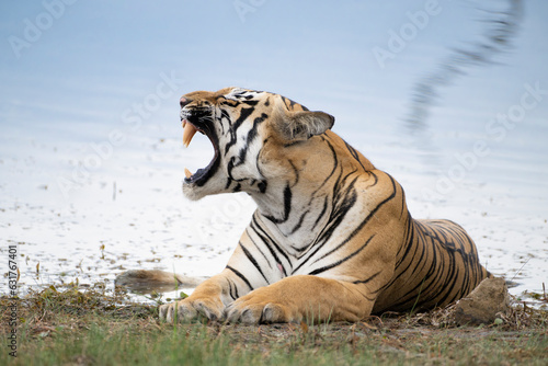 Majestic yawn of Tiger  named Taru sitting near the waterbody in its natural habitat of  Tadoba Andhari National Park