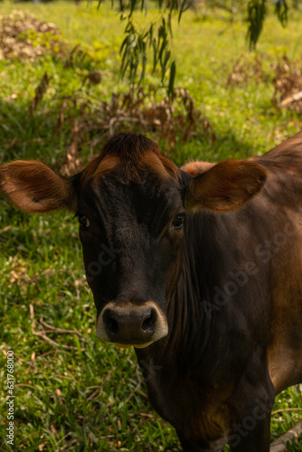 Cows on green grass in sunny day.