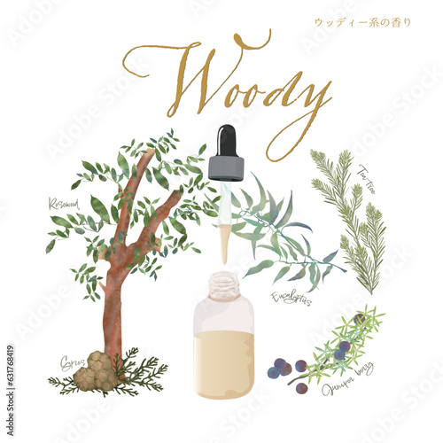 ウッディー系の香り・樹木系の香り・サイプレス・ティーツリー・ユーカリ