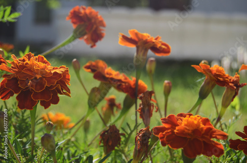 Marigolds