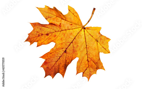 autumn yellow maple leaf, isolated