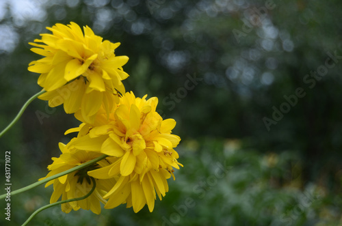 Beautiful yellow flowers.