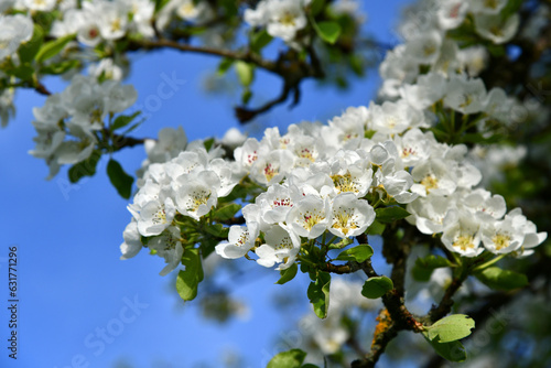 Alter Birnbaum mit weißen Blüten © Rhönbergfoto