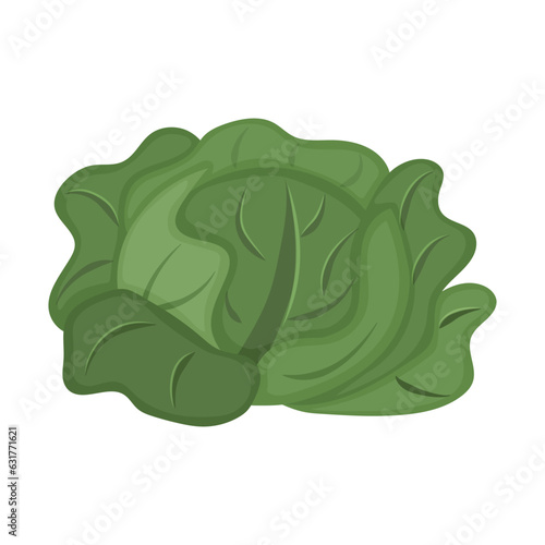 Green white cabbage. Vegetable grown on the farm. Useful food. Flat vector illustration.
