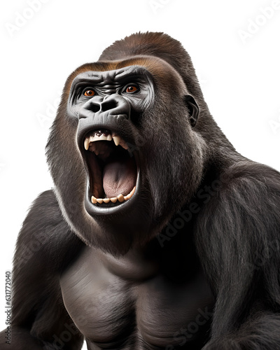 scary silverback gorilla head portrait isolated on white