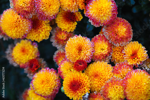Bouquet of chrysanthemum variety of Santini Doria orange.