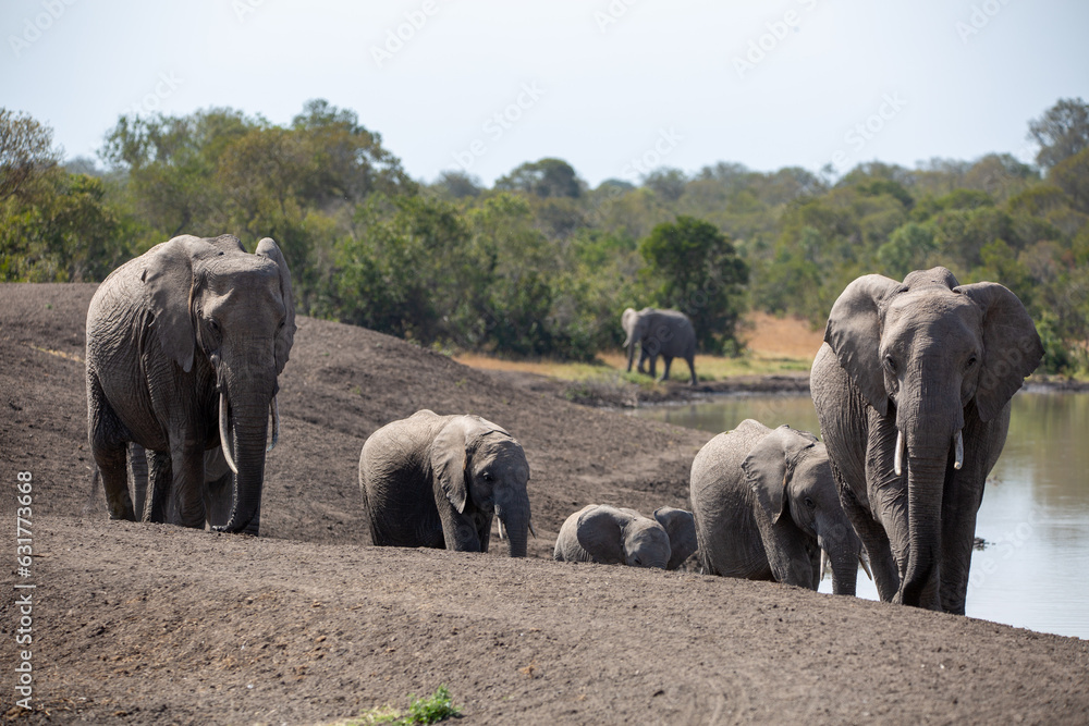 Obraz premium Family of elephants refreshing them selves at the local watering hole an African safari in Ol Pejeta Conservancy, Kenya.