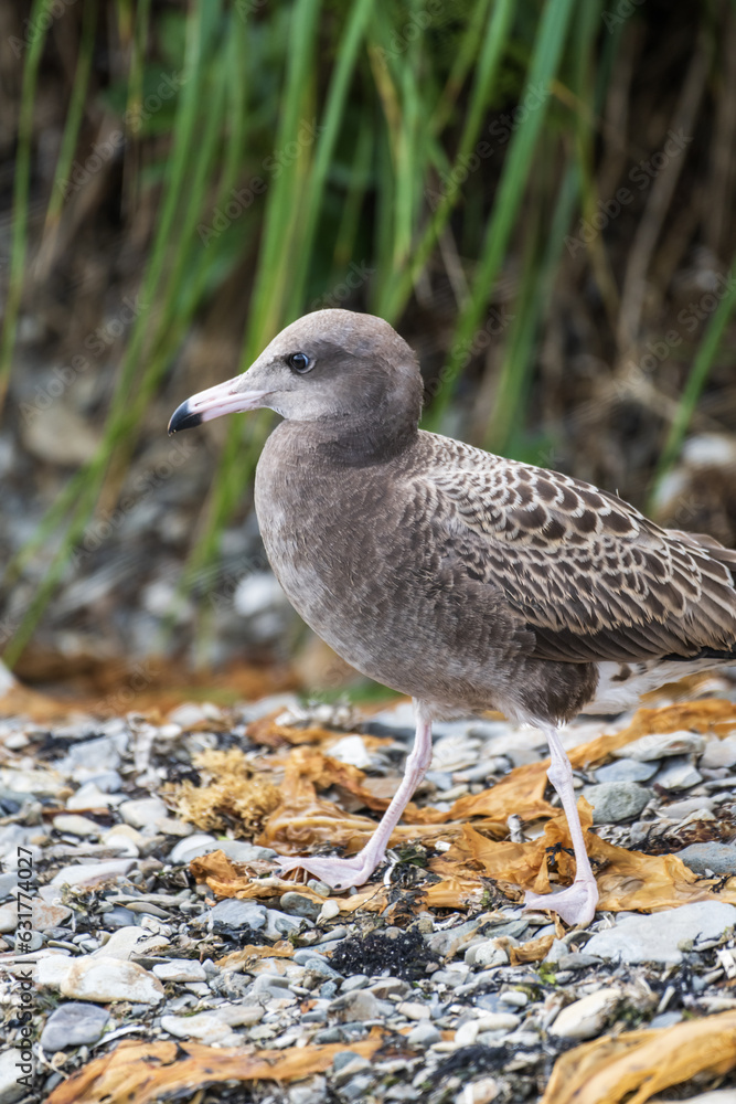 Black-browed Albatross on the beach Black-browed Albatross on the beach