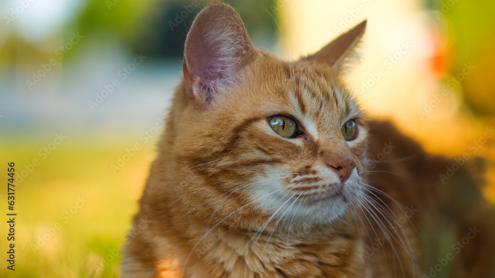 Portrait de Creespy, le chat roux, pendant le crépuscule