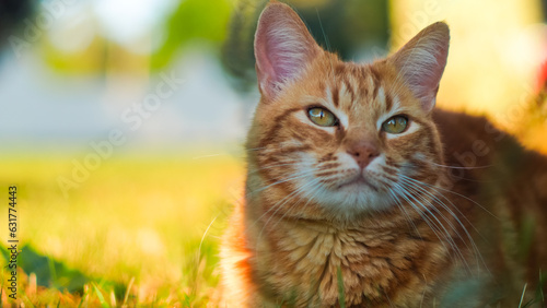 Portrait de Creespy, le chat roux, pendant le crépuscule