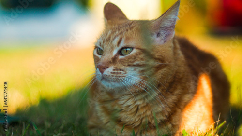 Portrait de Creespy, le chat roux, pendant le crépuscule photo