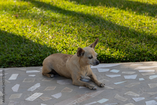 Old dog of the pinscher breed, lying on the sidewalk with green grass in the background.