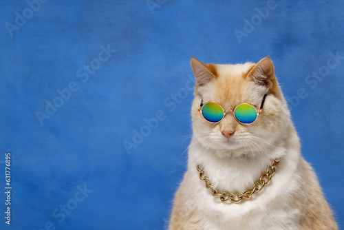 A big cat in sunglasses and a gold chain around his neck is sad