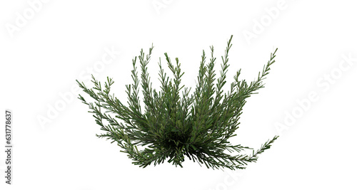 3D Rendering of an Isolated Rosemary Plant on a Transparent Background. 3D render.