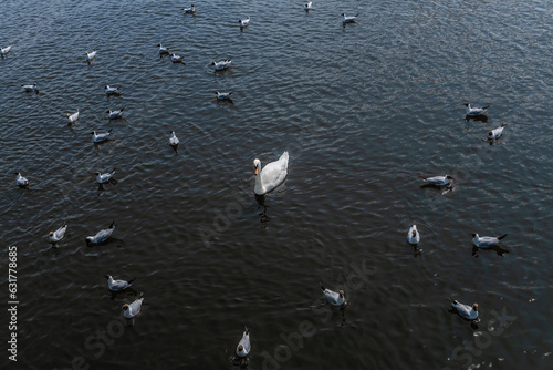 a lonely white swan among seagulls floating on the river