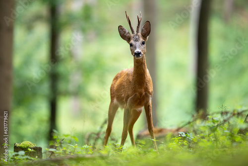 Roe Deer (Capreolus Capreolus) buck standing in summer forest with trees in backround.