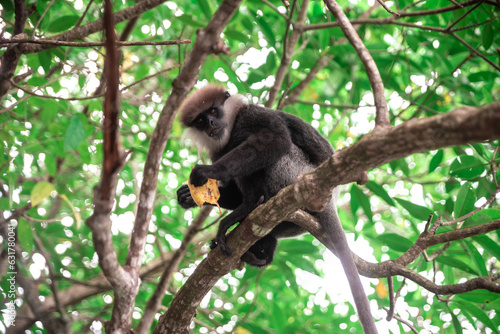 monkey eating banana on tree yale Sri Lanka