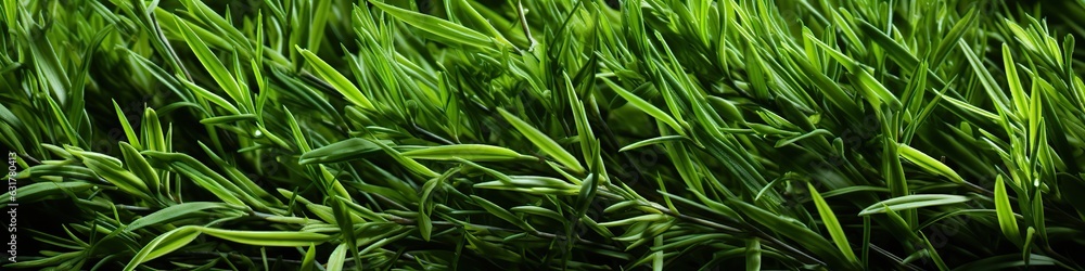 The natural background of yellow-green grass The natural background of yellow-green grass