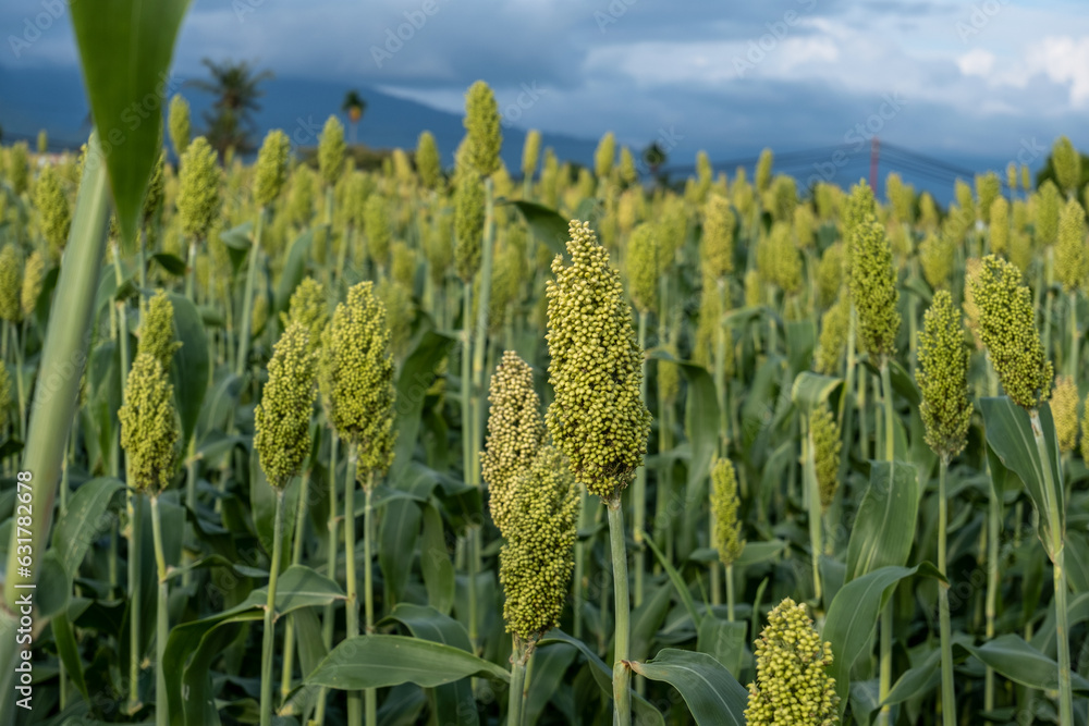 from above a young sorghum tree that is bearing heavy and fertile fruit in the field from above a young sorghum tree that is bearing heavy and fertile fruit in the field