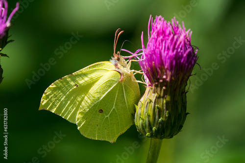 Zitronenfalter (Gonepteryx rhamni) photo