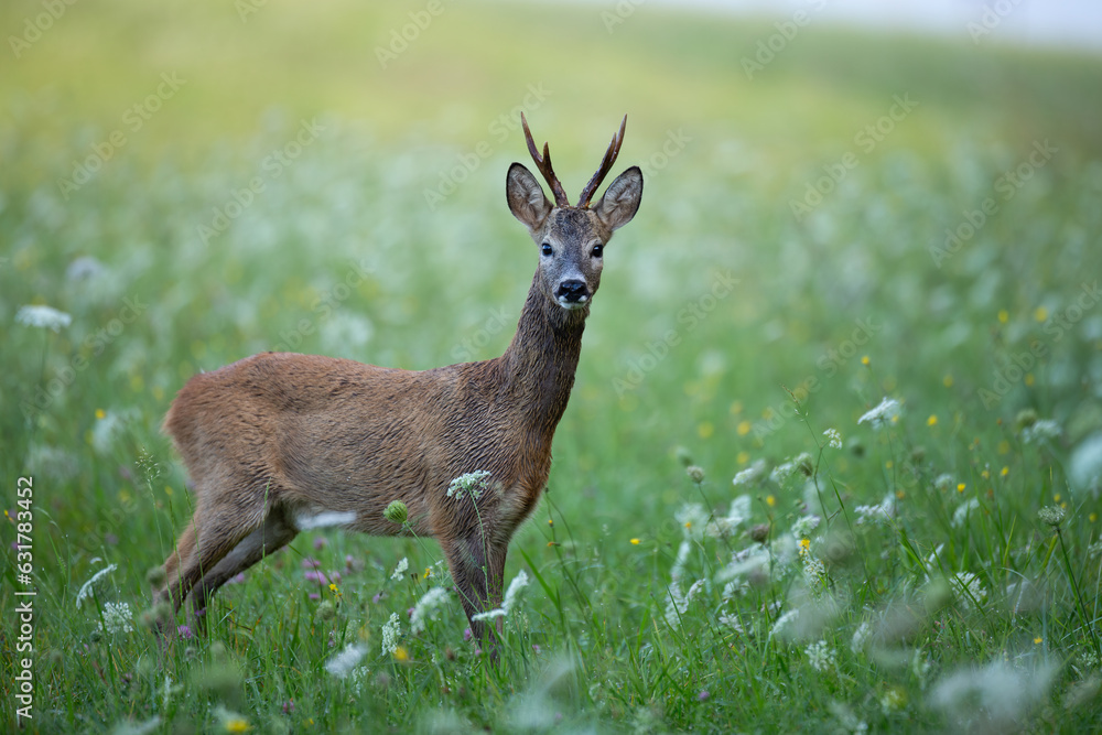 Roe Deer buck (Capreolus Capreolus) with wet fur on blooming meadow Roe Deer buck (Capreolus Capreolus) with wet fur on blooming meadow