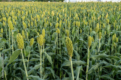 Fotografie Drone photo of young sorghum fields that are bearing fruit in Indonesia