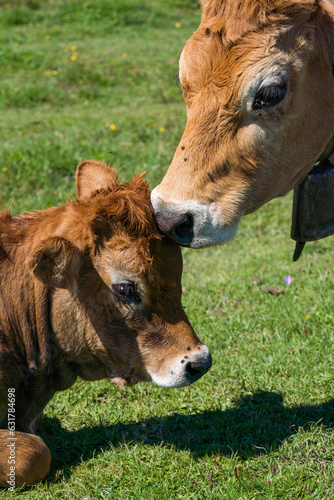 Cow licking face of her calf in the green field