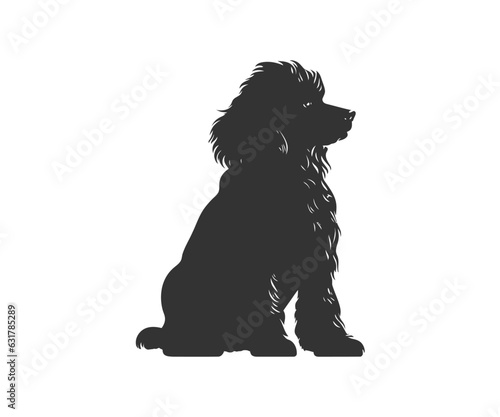 Miniature Poodle silhouette. Vector illustration design. photo