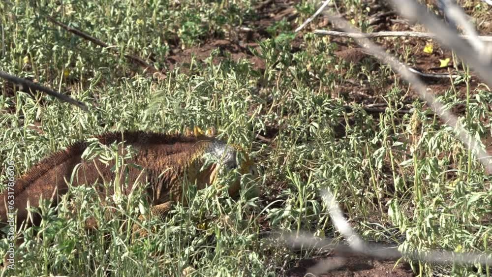 yellow galapagos land iguana, also know as Drusenkopf or Conolophus subcristatus is endemic to the Galapagos islands in Ecuador. yellow galapagos land iguana, also know as Drusenkopf or Conolophus subcristatus is endemic to the Galapagos islands in Ecuador.