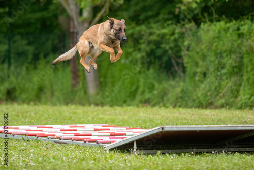 berger belge malinois en ring 