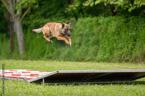 berger belge malinois en ring 