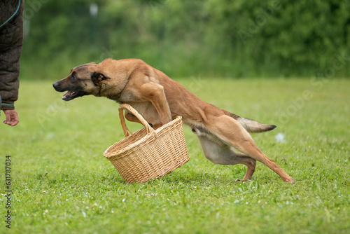 berger belge malinois en ring 