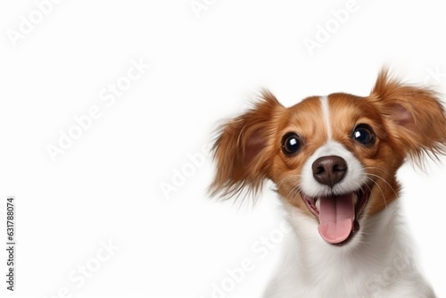 Happy dog portrait, Pet grooming services, Dog cosmetics,White background © Pavel