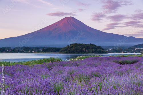 夏の河口湖ラベンダー畑から夜明けの赤富士