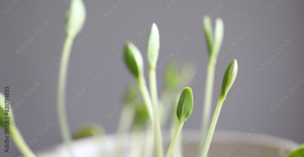 Close-up of group of sprigs growing out from organic soil. Small seedling in springtime. Fresh shoots beginning new life. Agriculture, botany and ecology concept Close-up of group of sprigs growing out from organic soil. Small seedling in springtime. Fresh shoots beginning new life. Agriculture, botany and ecology concept